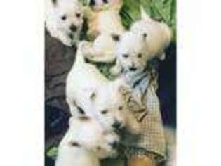 West Highland White Terrier Puppy for sale in Cullman, AL, USA