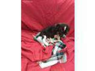 Border Collie Puppy for sale in Dalton, OH, USA