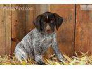 German Shorthaired Pointer Puppy for sale in Cleveland, OH, USA