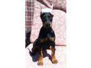 Doberman Pinscher Puppy for sale in EAU CLAIRE, WI, USA