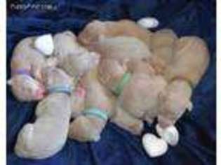 Doberman Pinscher Puppy for sale in Elkton, VA, USA
