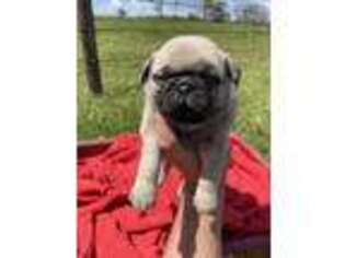 Pug Puppy for sale in Middlebury, IN, USA