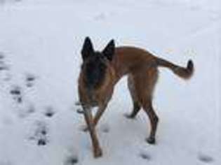 Belgian Malinois Puppy for sale in Kelso, WA, USA