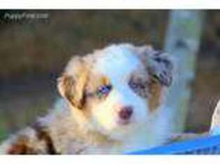 Australian Shepherd Puppy for sale in Marion, VA, USA