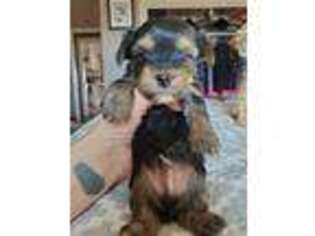 Yorkshire Terrier Puppy for sale in Elk City, OK, USA
