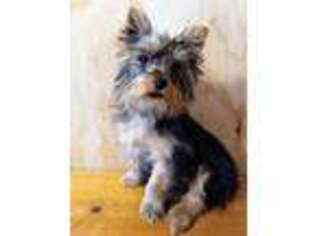 Yorkshire Terrier Puppy for sale in Travelers Rest, SC, USA