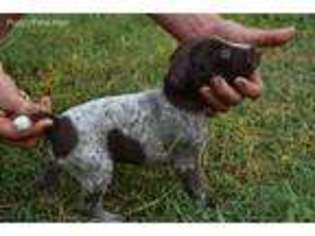 German Shorthaired Pointer Puppy for sale in Millville, CA, USA