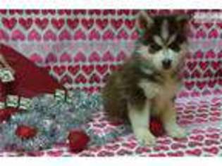 Siberian Husky Puppy for sale in Lynchburg, VA, USA