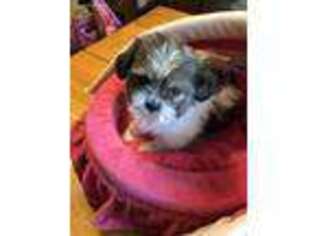 Mi-Ki Puppy for sale in South Bend, IN, USA