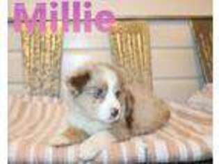 Miniature Australian Shepherd Puppy for sale in Wilmington, NC, USA