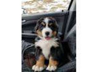 Bernese Mountain Dog Puppy for sale in Cody, WY, USA