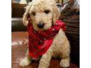 Goldendoodle Puppy for sale in Sidney, OH, USA