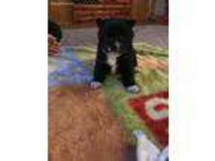 Mutt Puppy for sale in Canastota, NY, USA