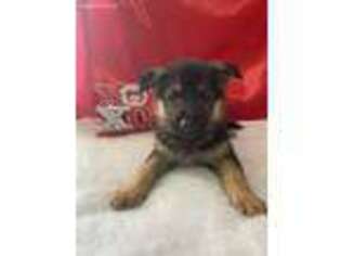 German Shepherd Dog Puppy for sale in Lancaster, MO, USA