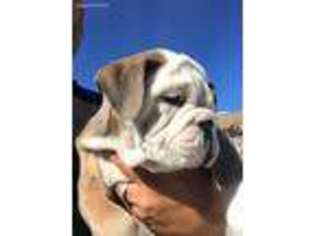 Bulldog Puppy for sale in Acton, CA, USA