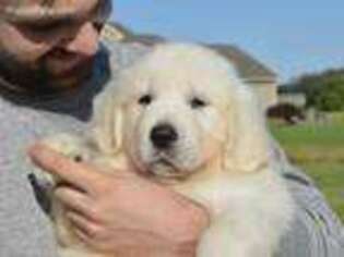 Golden Retriever Puppy for sale in Woodhull, NY, USA
