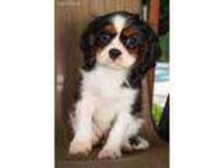 Cavalier King Charles Spaniel Puppy for sale in Youngstown, OH, USA