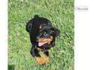 Rottweiler Puppy for sale in Fort Wayne, IN, USA