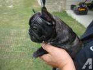 French Bulldog Puppy for sale in KEMPNER, TX, USA
