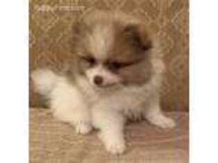 Pomeranian Puppy for sale in Maben, MS, USA