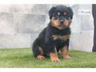 Rottweiler Puppy for sale in Fort Wayne, IN, USA