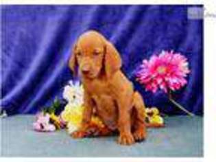 Vizsla Puppy for sale in Lancaster, PA, USA