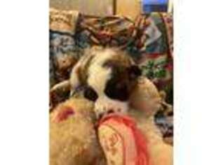 Saint Bernard Puppy for sale in Parkersburg, WV, USA