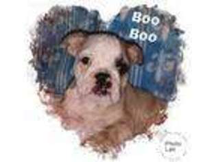 Bulldog Puppy for sale in Swartz Creek, MI, USA