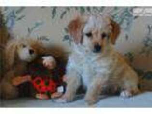 Cavapoo Puppy for sale in Philadelphia, PA, USA