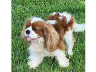 Cavalier King Charles Spaniel Puppy for sale in Victoria, TX, USA