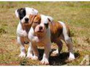 American Bulldog Puppy for sale in MESA, AZ, USA