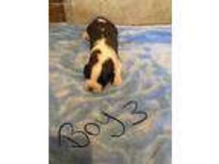 Saint Bernard Puppy for sale in Meadow Bridge, WV, USA