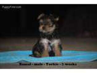 Yorkshire Terrier Puppy for sale in Monticello, KY, USA