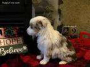 Miniature Australian Shepherd Puppy for sale in Franklin, GA, USA
