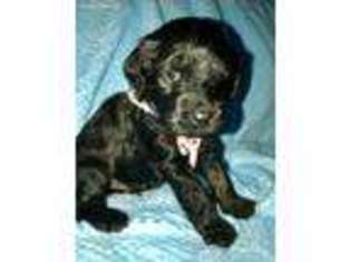 Labrador Retriever Puppy for sale in Borger, TX, USA
