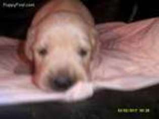 Golden Retriever Puppy for sale in Enfield, CT, USA
