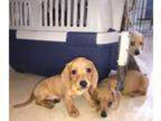 Dachshund Puppy for sale in KISSIMMEE, FL, USA