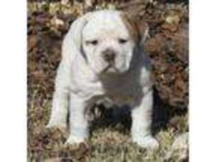 Bulldog Puppy for sale in EMORY, TX, USA