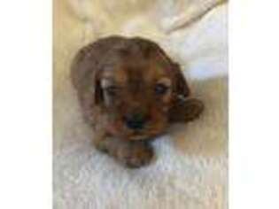 Cavapoo Puppy for sale in Napoleon, OH, USA