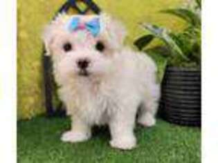 Maltese Puppy for sale in Lebanon, MO, USA