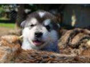 Alaskan Malamute Puppy for sale in Visalia, CA, USA