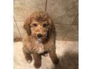 Goldendoodle Puppy for sale in Clinton, MD, USA