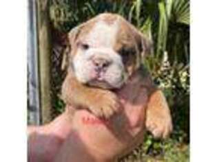 Bulldog Puppy for sale in Naples, FL, USA