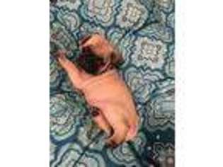 Pug Puppy for sale in Odell, NE, USA