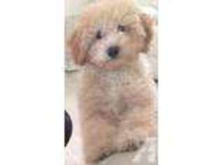 Goldendoodle Puppy for sale in FLUSHING, NY, USA