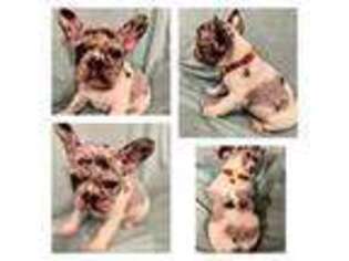 French Bulldog Puppy for sale in Wapanucka, OK, USA