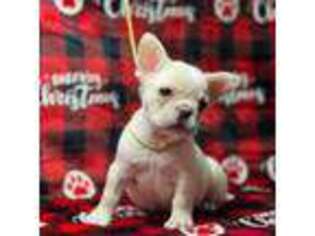 French Bulldog Puppy for sale in Nipomo, CA, USA