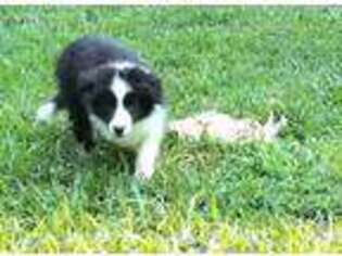 Border Collie Puppy for sale in Atlanta, GA, USA