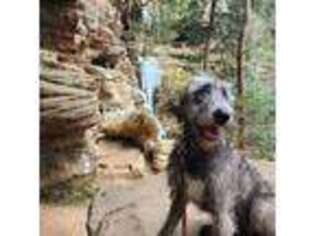 Irish Wolfhound Puppy for sale in Lancaster, OH, USA