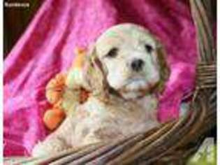 Cocker Spaniel Puppy for sale in FOWLER, IN, USA